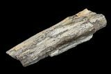 Fossil Dinosaur Limb Bone Section - South Dakota #113638-3